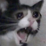 cat-meme
