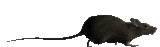 rat-running