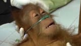 monkey