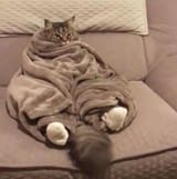 comfy funny looking cat having the best day of his life