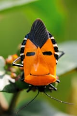 funny_bug_090613_by_inckurei_d68deau-fullview