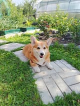 cora