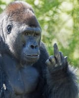 monke