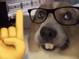 dognerd