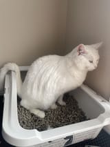 my-cat-has-been-sitting-in-her-litter-box-for-10-mins-is-v0-v8nd1hq6fpxc1