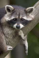Procyon_lotor_(raccoon)