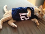 goatkitteh