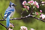 Blue-Jay