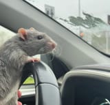 ocon driving