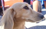 Leo profile