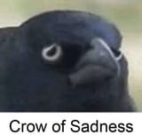 Crow of Sadness