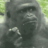 concerned monke