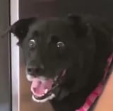 doggo