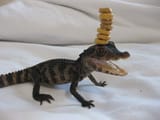 cheerio