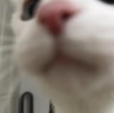 434865934