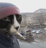 heh_cat_doomer_cigar
