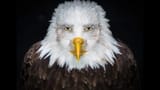 eagle staring
