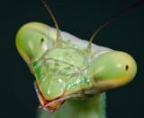 ugly bug