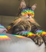 the_wise_rainbow_cat
