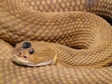 Sneakinhatt