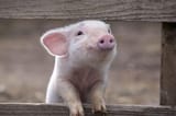 Pigged 2