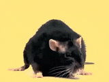 rat workout