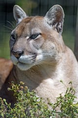 florida_panther-e1594753278852