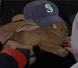 bunbun