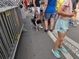 demidog2