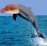 Suspicious_Flipper