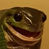frog2