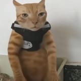 lockedincat2