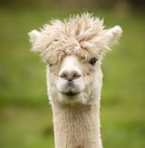 alpacap