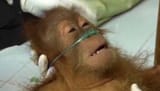 Bolsonaro every week