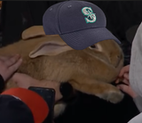 bunbun