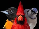 birbs