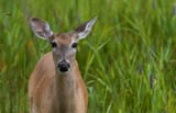 ckatgrantphotographer-shutterstock-doe