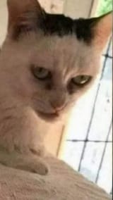 1728504464124822