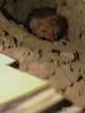 17474956726670_GiWgkc8G_thumb.jpg