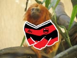 Flacaco