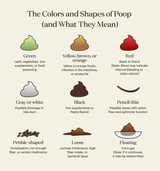 23.08.04_Poop_Infographic