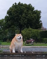 moja