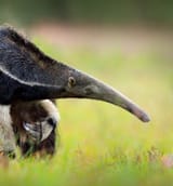 1617386890-anteater-Mobile_13_desktop