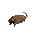 rat-spinning
