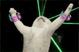 cat party