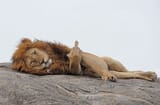 lion 64654654