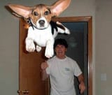 perro_voa