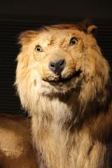 lion 3543645