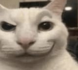 cat-smug-face