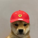 perro ferrari